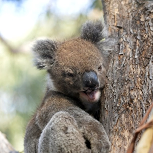Yawning Koala