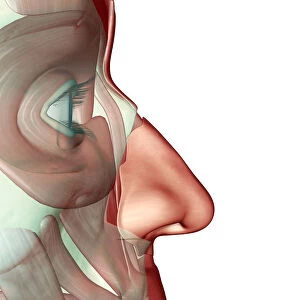anatomy, face, face muscles, human, illustration, muscles, muscles of the face, musculature