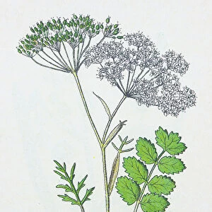 Antique botany illustration: Burnet Saxifrage, Pimpinella saxifraga