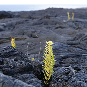 Asian swordfern -Nephrolepis brownii- as a pioneer plant on young pahoehoe lava, Big Island, Hawaii, USA