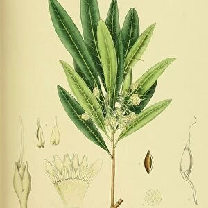 Bassia neriifolia, native to Southeast Asia, Sri Lanka, digitally restored historical colour print from 1893
