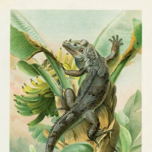 Black iguana chromolithograph 1896