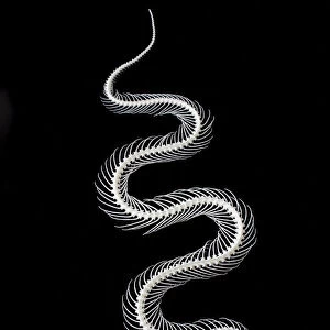 Black Snake Related Images