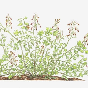 botany, cut out, flower, foliage, fumaria, fumaria capreolata, fumariaceae, growth