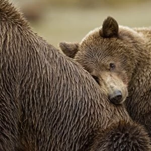 Brown Bear Cub, Katmai National Park, Alaska