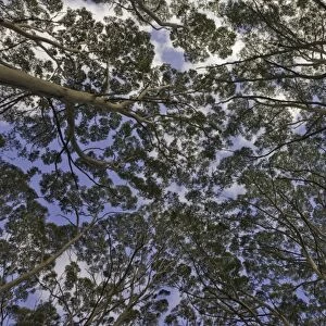 Canopies of old growth tall Karri trees, Australia