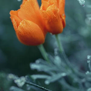 Close-up eschscholzia flower with morning dew. Wet orange color flowers