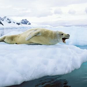 Crabeater seal -Lobodon carcinophagus-, Paradise Bay, Graham Land, Antarctic Peninsula, Antarctica