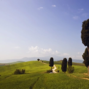 Cypresses -Cupressus- and fields at Terrapille, Pienza, Val dOrcia, Tuscany, Italy, Europe