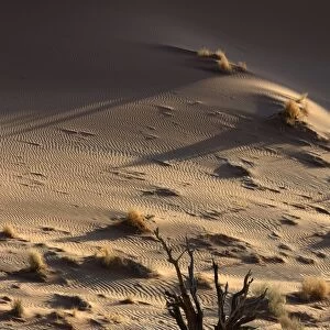 Dead tree in a desert landscape, Namib, Hardap Region, Namibia
