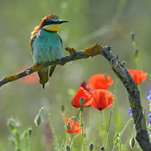 European Bee-eater (Merops apiaster), perched on a branch in a flowering meadow, Kiskunsag National Park, Hungary