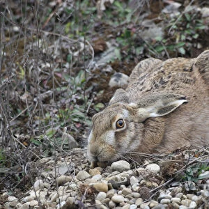 European Hare -Lepus europaeus- crouched in a shallow form, Allgaeu, Bavaria, Germany, Europe