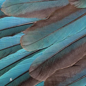 Extreme close-up of Kingfisher wing feathers