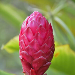 Ginger flower -Zingiber officinale-, Cameroon, Central Africa, Africa