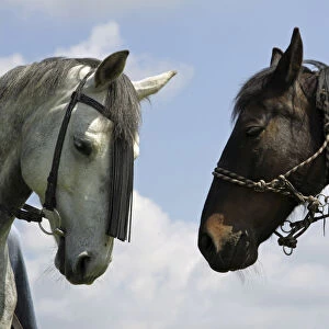 Two horses, portrait