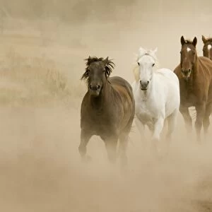 Horses running and kicking up dust