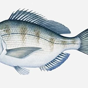 Illustration of Atlantic Scup (Stenotomus chrysops) fish
