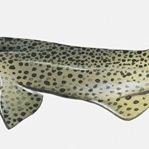 Illustration of Lesser Sotted Dogfish (Scyliorhinus canicula)