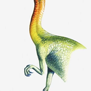 Illustration of a Segnosaurus eating leaves, Cretaceous period