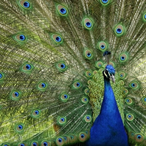 Indian Peafowl or Blue Peafowl -Pavo cristatus-, male, displaying
