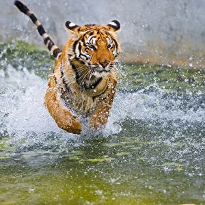 Indochinese or Corbetts Tiger Running In Water