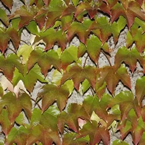 Japanese Creeper -Parthenocissus tricuspidata- on a wall