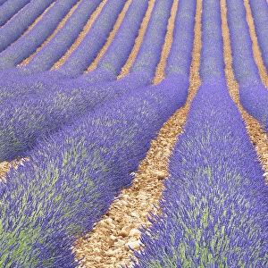Lavendar field, Provence, France