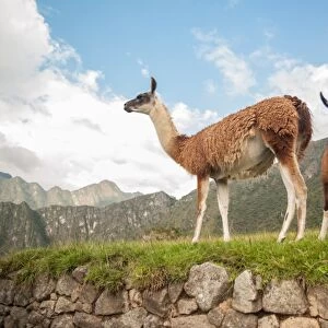 Llama overlooking ruins of the ancient city of Machu Picchu, Peru