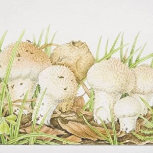 Lycoperdon perlatum, Common Puffball mushrooms fruiting among grasses