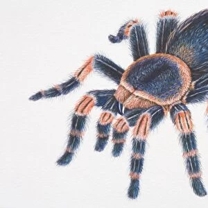 Mexican Red-kneed Tarantula (Brachypelma smithi), hairy black spider with red markings on legs, high angle view