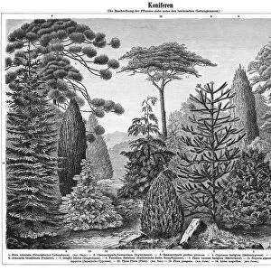 Old engraved illustration of Conifers