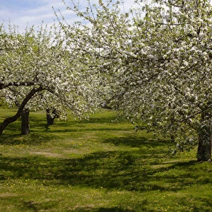 Orchard, Apple trees -Malus domestica- in blossom in spring, Bromont, Eastern Townships, Quebec Province, Canada