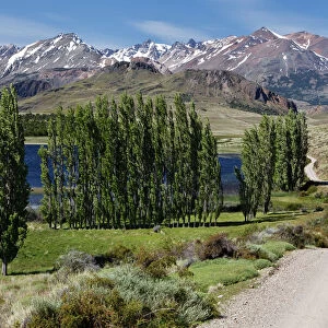 Poplars, the Chilean Andes at the back, on the Rio Chacabuco river, Cochrane, Region de Aysen, Patagonia, Chile, South America, America