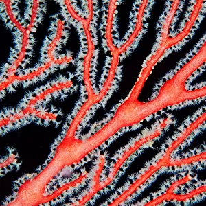 Red coral branch