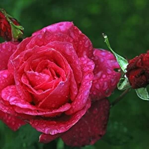 Rose (Rosa) Peter Frankenfeld, rose blossom with rain drops