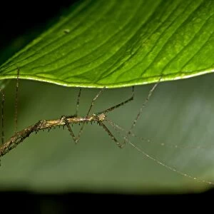 Stick insect -Phasmida- perched on a leaf, Tandayapa region, Andean cloud forest, rainforest, Ecuador, South America