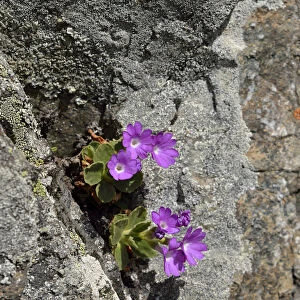Stinking Primrose -Primula hirsuta-, Lower Engadin, Canton of Graubunden, Switzerland