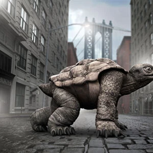 Tortoise ready for a race in Brooklyn