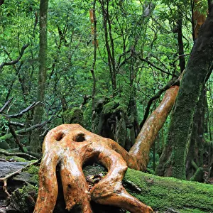 Tree living on dead moss covered stump