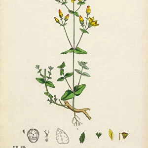 Upright St. Johnas Wort, Hypericum pulchrum, Victorian Botanical Illustration, 1863