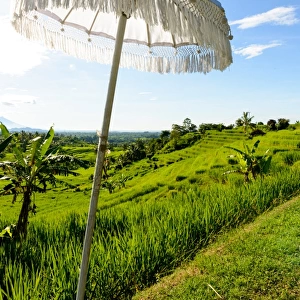White Balinese Umbrella in paddy fields