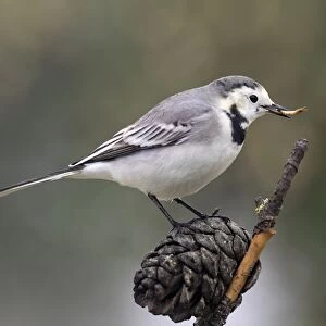 White wagtail (Motacilla alba), standing on a branch of tree, with a worm in the beak. Spain, Europe