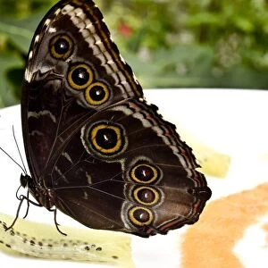 Mexico-Nature-Butterflies