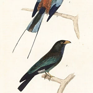 Abyssinian roller and dollar bird. 1839 (engraving)