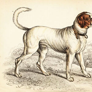 The Alpine or Great St Bernard dog, Canis lupus familiaris, and King Charles spaniel, Canis lupus familiaris (Canis extrarius)