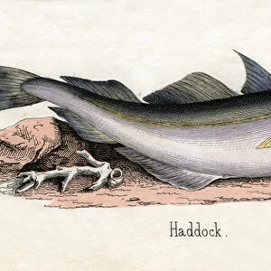 Antique Print of a Haddock, 1859 (engraving)