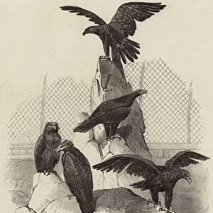 Australian Eagles in the Menagerie of the Zoological Society, Regents Park (engraving)