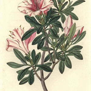 Azalee of Florists - S. Watts Strong Water from an illustration by Sarah Anne Drake (1803-1857), from the Botanical Register, 1834, by Sydenham Edwards (1768-1819) - Variegated azalea, Rhododendron indicum Sweet var