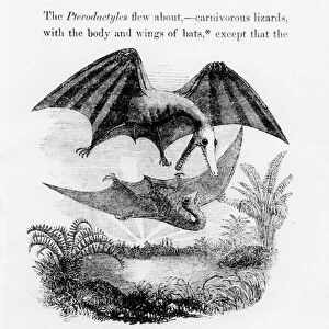 Bat-Lizards (engraving) (b / w photo)