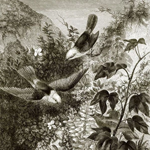 Birds, reptiles, and vegetation